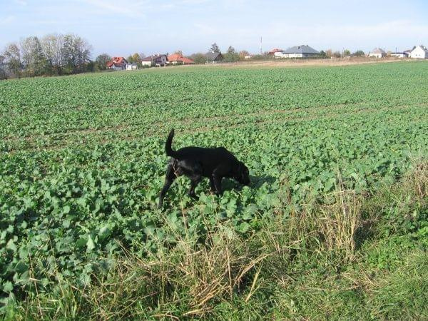 spacerek #MarleyPiesLabrador