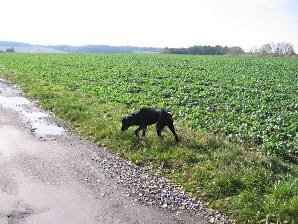 spacerek:) #MarleyPiesLabrador