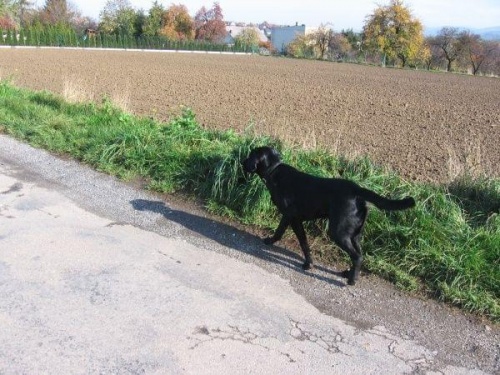 spacerek #MarleyPiesLabrador