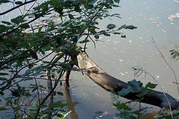 Jezioro Wrzeszczyńskie oraz okolice #ZaporaWodna #krajobraz #ElektrowniaWodna #pilchowice #JeleniaGóra #tama #bóbr #natura #przyroda #rzeka #jezioro #las