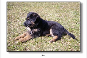 Mój nowy przyjaciel - Sigma #Zwierzęta #pies #owczarek #przyjaciel #Sigma