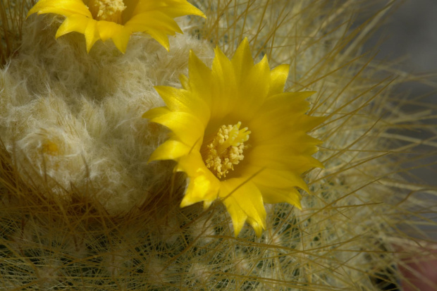 Parodia chrysacantion