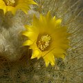 Parodia chrysacantion