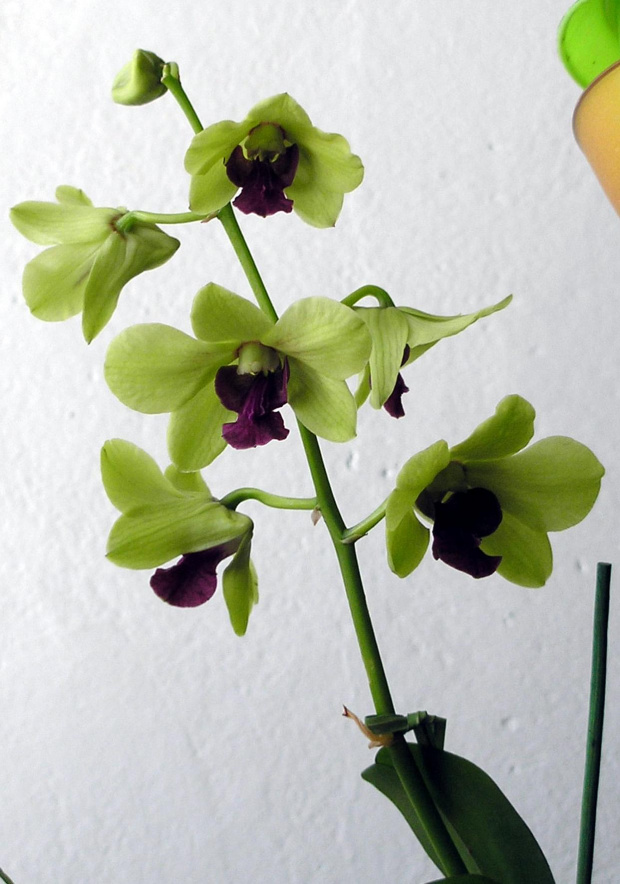 dendrobium