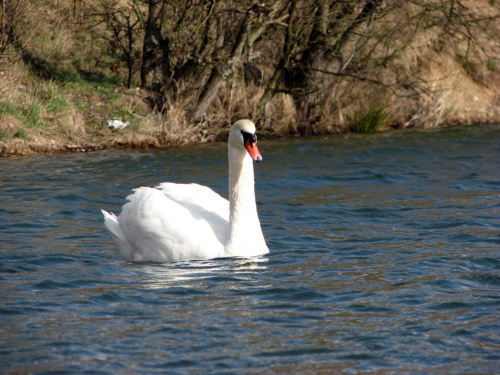 łabędź niemy ptak królewski #przyroda #natura #zwierzęta #ptaki #krajobraz #jezioro #góry #NadWodą #woda #wiosna