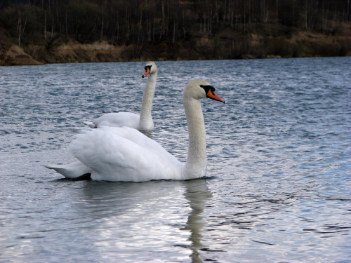 łabędź niemy ptak królewski #przyroda #natura #zwierzęta #ptaki #krajobraz #jezioro #góry #NadWodą #woda #wiosna