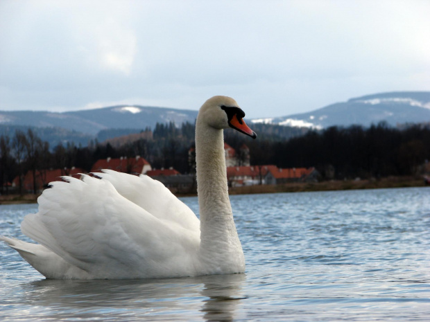 łabędź niemy ptak królewski #przyroda #natura #zwierzęta #ptaki #krajobraz #jezioro #góry #NadWodą #woda #wiosna