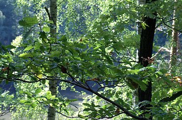 Jezioro Wrzeszczyńskie i okolice #ZaporaWodna #krajobraz #ElektrowniaWodna #pilchowice #JeleniaGóra #tama #bóbr #natura #przyroda #rzeka #jezioro #las