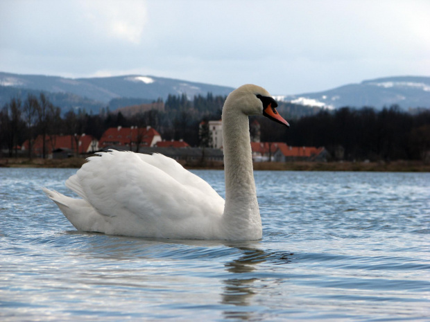 łabędź niemy ptak królewski #przyroda #natura #zwierzęta #ptaki #krajobraz #jezioro #góry #NadWodą #woda #wiosna