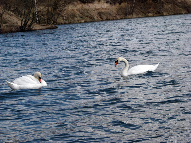 łabędź niemy ptak królewski #przyroda #natura #zwierzęta #ptaki #krajobraz #jezioro #góry #NadWodą #woda #wiosna