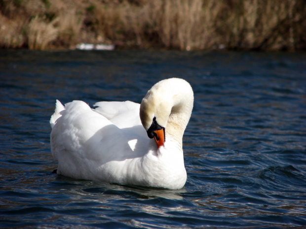 łabędź niemy ptak królewski #przyroda #natura #zwierzęta #ptaki #krajobraz #jezioro #góry #NadWodą #woda #wiosna