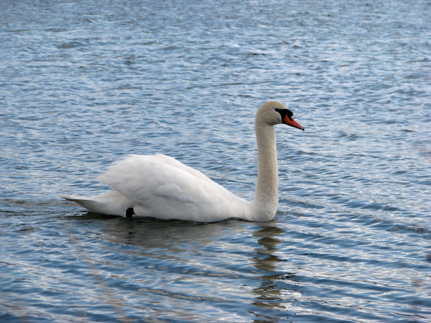 łabędź niemy ptak królewski #przyroda #natura #zwierzęta #ptaki #krajobraz #jezioro #góry #NadWodą #woda #wiosna