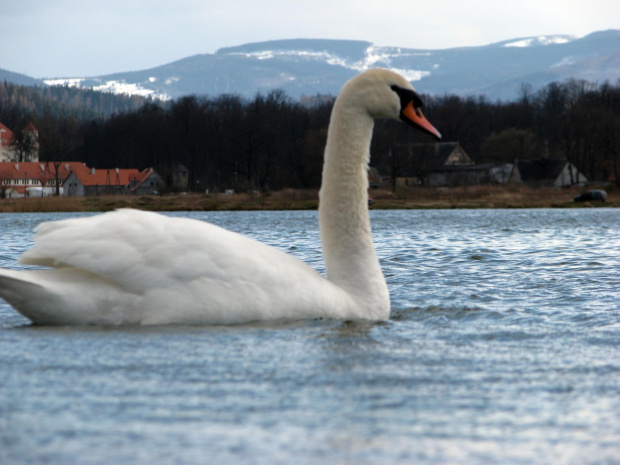 łabędź niemy ptak królewski #przyroda #natura #zwierzęta #ptaki #krajobraz #jezioro #góry #NadWodą #woda #wiosna