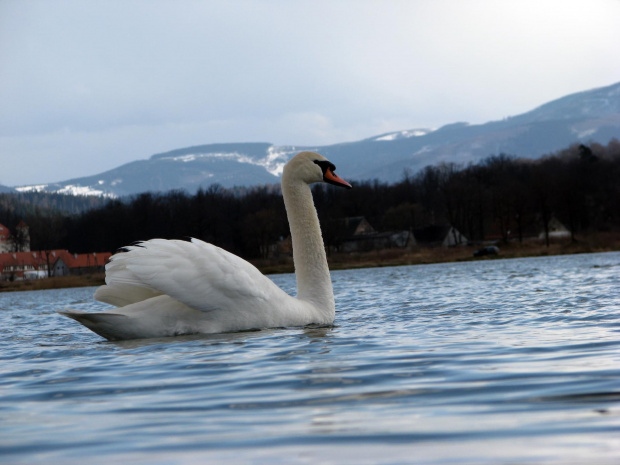 łabędź niemy ptak królewski #przyroda #natura #zwierzęta #ptaki #krajobraz #jezioro #góry #NadWodą #woda #wiosna