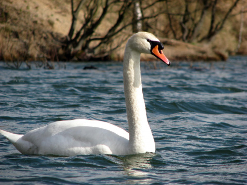 łabędź niemy ptak królewski #przyroda #natura #zwierzęta #ptaki #krajobraz #jezioro #góry #NadWodą #woda #wiosna