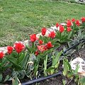 kwiaty wiosenne #kwiaty #wiosna