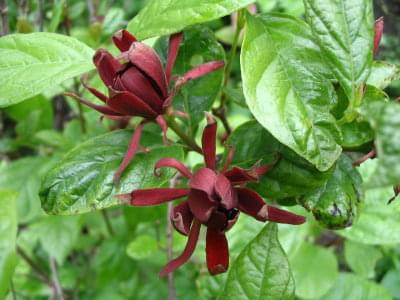 kielichowiec plenny calycanthus_fertilis #kwiaty #kielichowiec