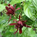 kielichowiec plenny calycanthus_fertilis #kwiaty #kielichowiec