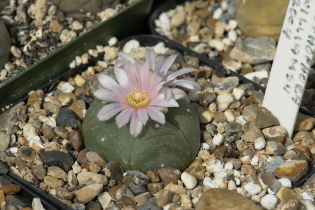 Lophophora williamsii