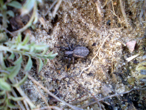 Coś z rodziny Lycosidae , być może Pardosa sp. Data : 10.02.2008. Miejsce : łąka . Miejscowość : Piaski Wielkopolskie .