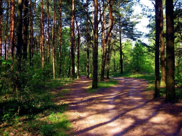 Droga leśna wiosną 2007r.Ostrołęka