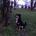Mój Nero w parku #pies #Nero #psy