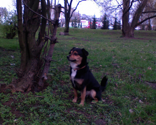 Mój Nero w parku #pies #Nero #psy