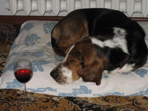 Sobotnia libacja. #Basset #BassetHound #Ostrołęka #Boogie #pies