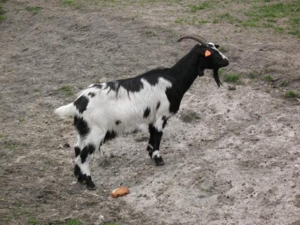 kozieł z chorzowskiego zoo:)