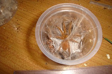 Murinus L6 przed jedzeniem ;) #murinus #pajaki #ptaszniki #sloneczny