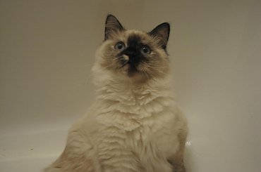 sesja w wannnie #koy #kotki #syberyjski #NevaMasquarade