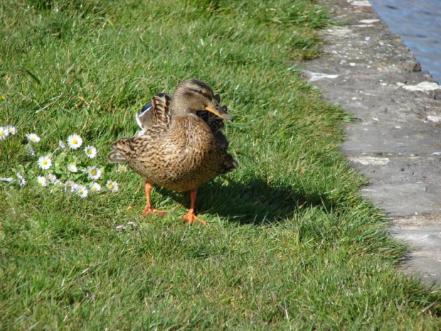 kaczuszki w Galway