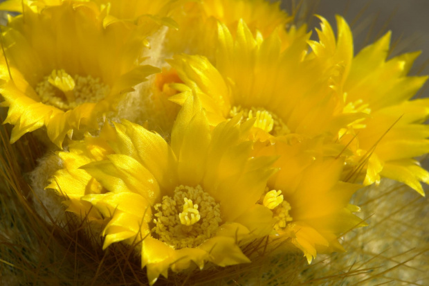 Parodia chrysacantion