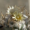 Turbinicarpus flaviflorus