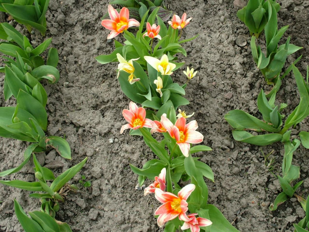 tulipany