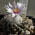 Turbinicarpus panarottoii