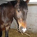 aramis