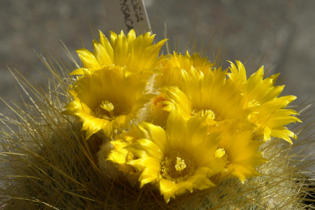 Parodia chrysacantion