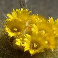 Parodia chrysacantion