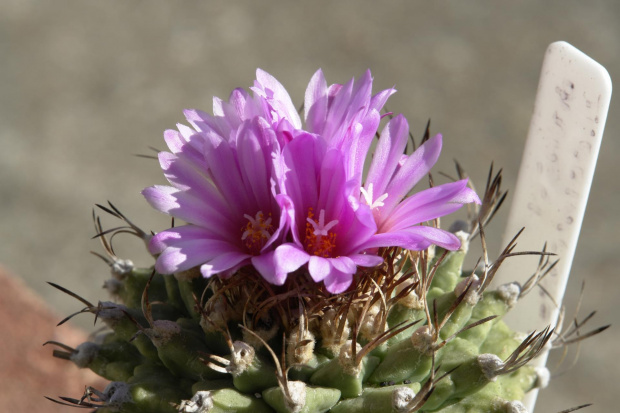 Turbinicarpus alonsoi