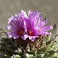 Turbinicarpus alonsoi