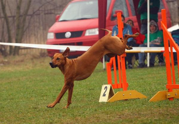 Zawody Agility Płock 5-6.04.2008 Psy