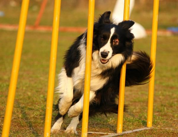 Zawody Agility Płock 5-6.04.2008 Psy