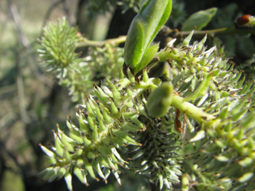 pąki #przyroda #natura #rośliny #kwiaty #botanika #makrofotografia #flora