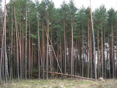 Gdzieś w lesie na terenie Nadleśnictwa Kaletnik gm. Koluszki #Nadleśnictwo #Kaletnik #Brzeziny #Koluszki #las