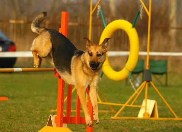 Zawody Agility Płock 5-6.04.2008 Psy