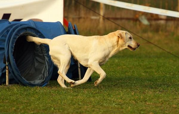 Zawody Agility Płock 5-6.04.2008 Psy