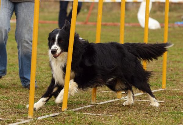 Agility Płock Zawody 5-6.04.2008 Psy