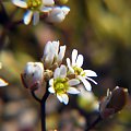 Gwiazdnica pospolita
(Stellaria media).Kwiaty w makrofotografii #przyroda #natura #rośliny #kwiaty #botanika #makrofotografia #FloraPolski #KwiatyPolne #wiosna