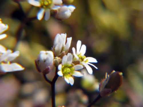 Gwiazdnica pospolita
(Stellaria media).Kwiaty w makrofotografii #przyroda #natura #rośliny #kwiaty #botanika #makrofotografia #FloraPolski #KwiatyPolne #wiosna